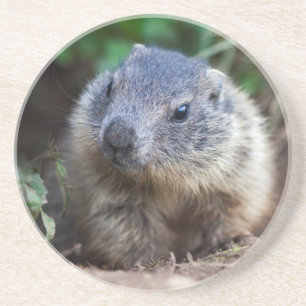 Dessous De Verre En Grès Tapis de bébé marmotte curieuse