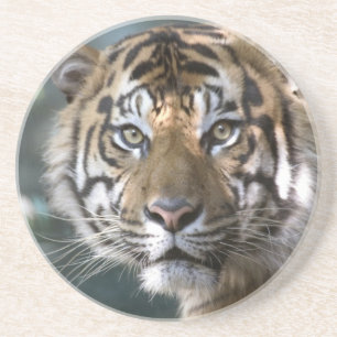 Dessous De Verre En Grès Tigre de Sumatra mâle (Panthera tigris sumatrae)
