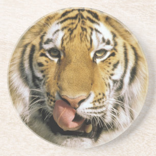 Dessous De Verre En Grès Tigre Zoo du Michigan