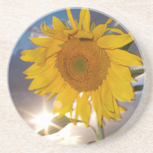 Dessous De Verre En Grès Tournesol hybride soufflant dans le vent au crépus