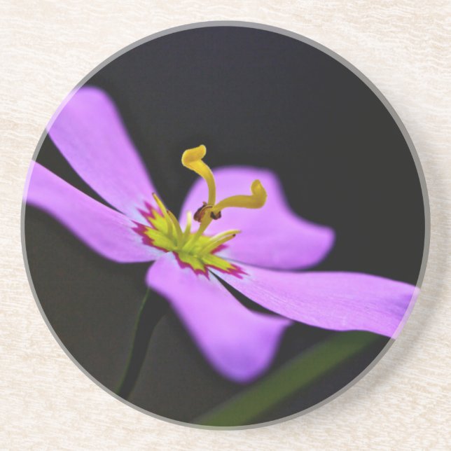 Dessous De Verre En Grès USA, Floride, Big Cypress National Preserve (Devant)