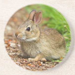 Dessous De Verre En Grès WA, Redmond, lapin bébé à queue blanche