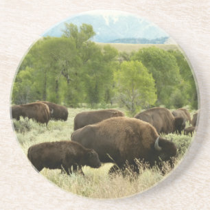 Dessous De Verre En Grès Wyoming Bison Nature Animal Photographie