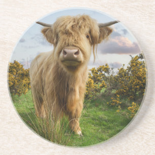 Dessous De Verre En Grès Young Highland Cow