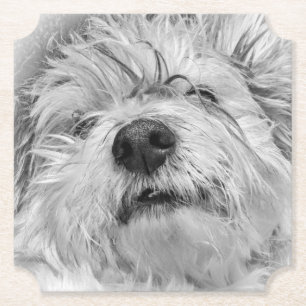 Dessous-de-verre En Papier Chien de Coton de Tulear
