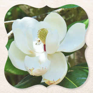 Dessous-de-verre En Papier Fleur de Magnolia blanche