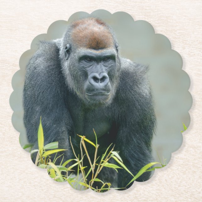 Dessous-de-verre En Papier Lope de Gorilla Blackback (Devant)