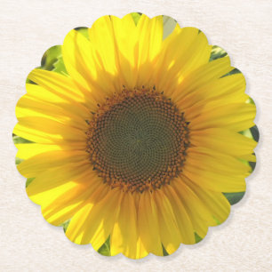 Dessous-de-verre En Papier Lueur de tournesol