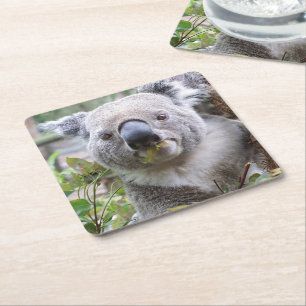 Dessous-de-verre En Papier Ours de Koala