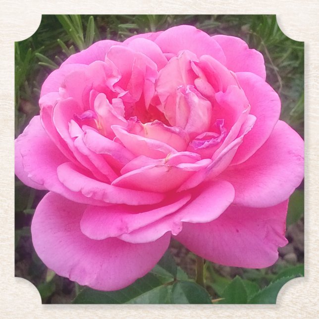 Dessous-de-verre En Papier Rose rose 'Léonard de Vinci'    (Devant)