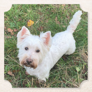 Dessous-de-verre En Papier Terrier des Hautes-Terres-Ouest