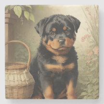 Adorable Rottweiler