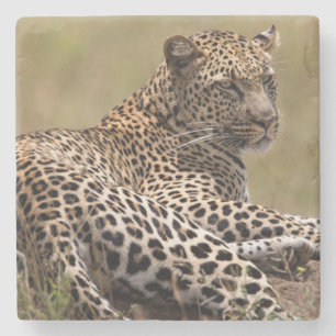 Dessous-de-verre En Pierre Afrique, Tanzanie, Serengeti. Léopard