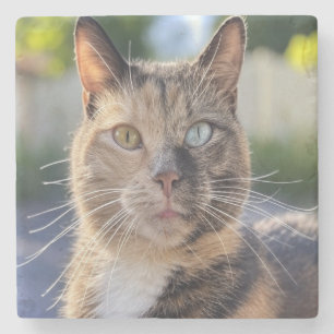 Dessous-de-verre En Pierre Ajouter une Personnaliser photo de chat