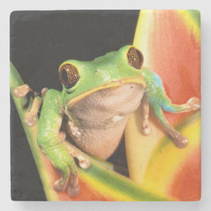 Dessous-de-verre En Pierre Amérique du Sud, Équateur, Amazonie. Grenouille ar