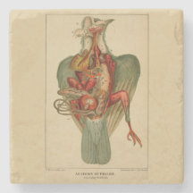 Anatomie d'un pigeon