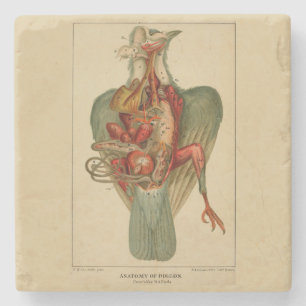 Dessous-de-verre En Pierre Anatomie d'un pigeon