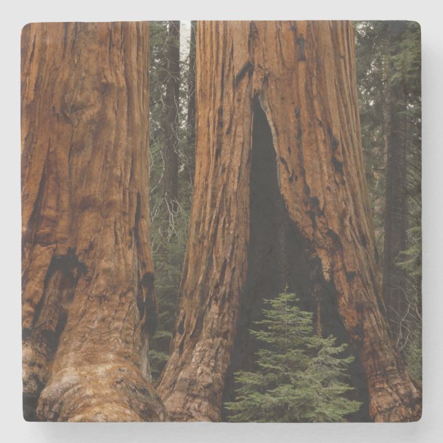 Dessous-de-verre En Pierre Arbres de séquoia, Parc national de Sequoia. (Devant)