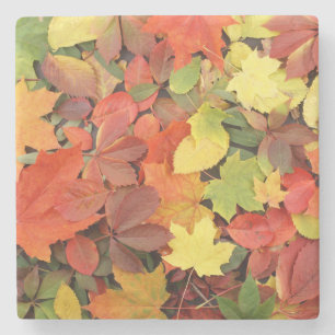 Dessous-de-verre En Pierre Arrière - plan Coloré Des Feuilles D'Automne Tombé