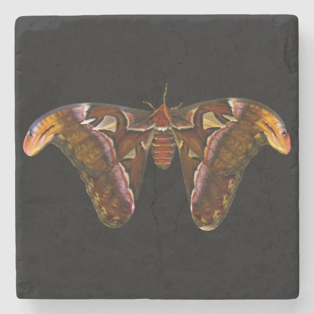 Dessous-de-verre En Pierre Atlas Moth (Devant)