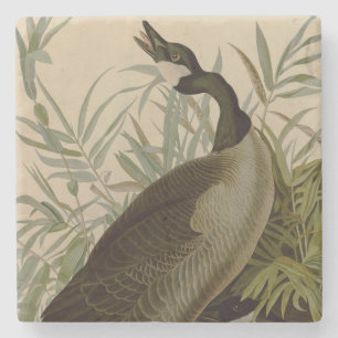 Dessous-de-verre En Pierre Audubon Canada Oies Oiseaux sauvages
