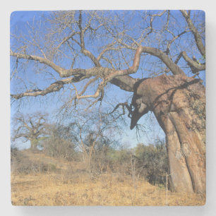 Dessous-de-verre En Pierre Baobab (Adansonia Digitata), Kruger National