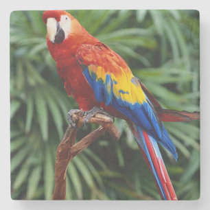 Dessous-de-verre En Pierre Beau Dessous de verre de Pierre Macaw