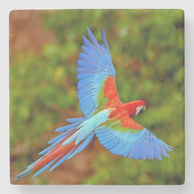 Dessous-de-verre En Pierre Beau Dessous de verre de Pierre Macaw (Devant)