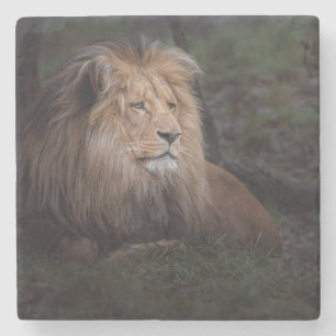 Dessous-de-verre En Pierre Beau Lion Katanga