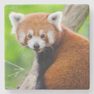 Dessous-de-verre En Pierre Beau panda roux (Ailurus fulgens)