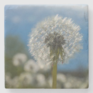 Dessous-de-verre En Pierre Beauté D'Un Dandelion