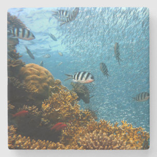 Dessous-de-verre En Pierre Beauté sous-marine, poisson et corail