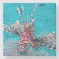 Beaux poissons rouges de lion