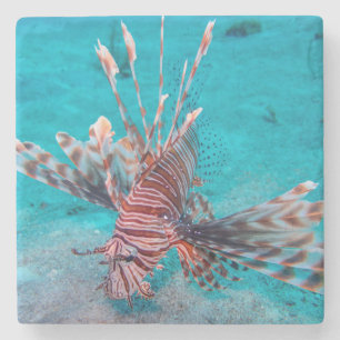 Dessous-de-verre En Pierre Beaux poissons rouges de lion