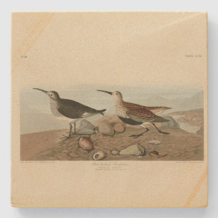 Dessous-de-verre En Pierre Bécasseau à dos rouge - Audubon's Birds of America