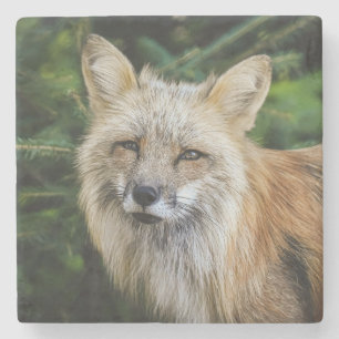 Dessous-de-verre En Pierre Belle Renard dans la nature