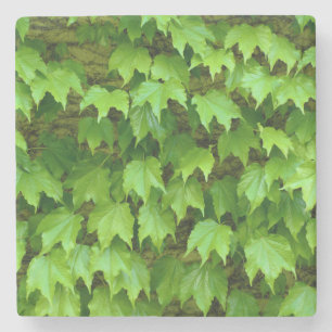 Dessous-de-verre En Pierre Boston Ivy