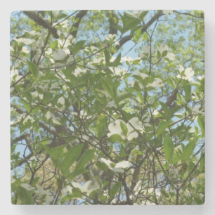 Dessous-de-verre En Pierre Branche of Dogwood Blossoms Spring Trees