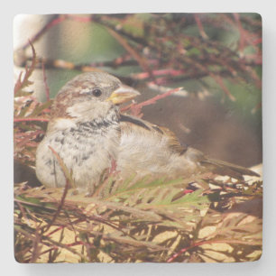 Dessous-de-verre En Pierre Bruant - Série d'oiseaux Jardins - Dessous de v