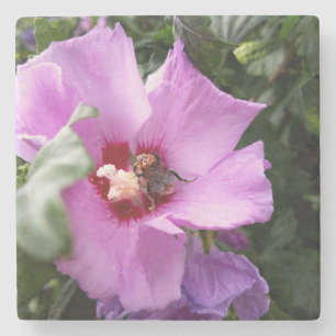 Dessous-de-verre En Pierre Bumblebebe sur la fleur d'Hibiscus
