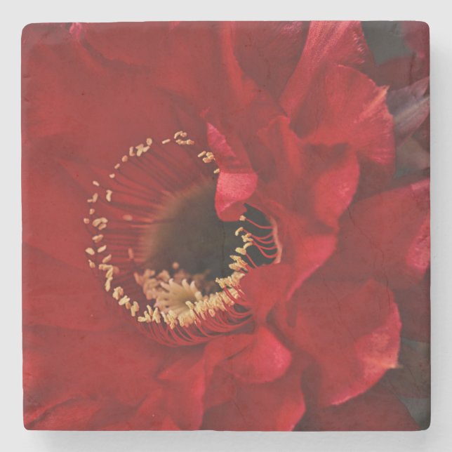 Dessous-de-verre En Pierre Cactus de secours (Devant)