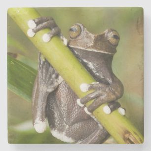 Dessous-de-verre En Pierre Captive Tapichalaca Grenouille Hyloscirtus