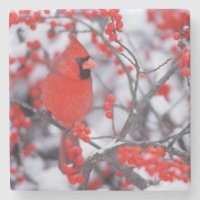 Cardinal rouge mâle, Hiver, IL