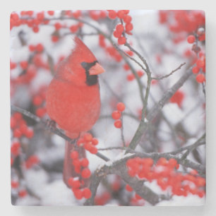 Dessous-de-verre En Pierre Cardinal rouge mâle, Hiver, IL