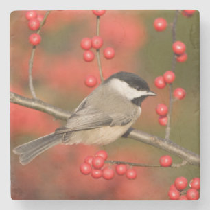 Dessous-de-verre En Pierre Carolina Chickadee on Common Winterberry Bush
