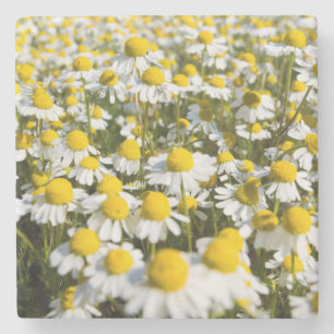 Dessous-de-verre En Pierre Champ chamomile, Hongrie