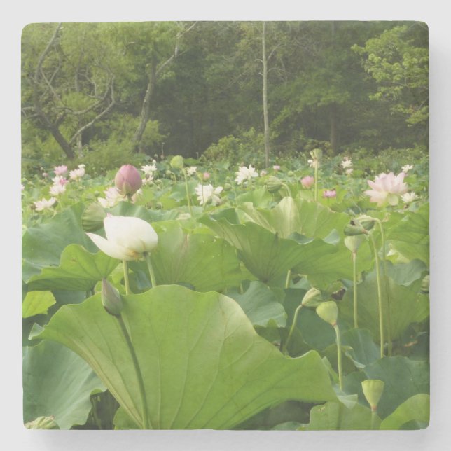 Dessous-de-verre En Pierre Champ de fleurs de Lotus Jardin d'été (Devant)