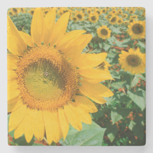 Dessous-de-verre En Pierre Champ De Tournesols. District de Heidleberg