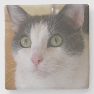 Dessous-de-verre En Pierre Chat gris et blanc mignon