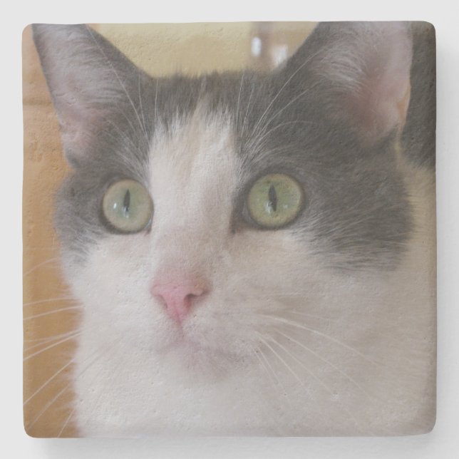 Dessous-de-verre En Pierre Chat gris et blanc mignon (Devant)